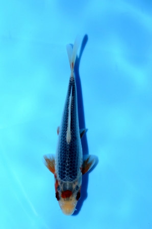 浅黄