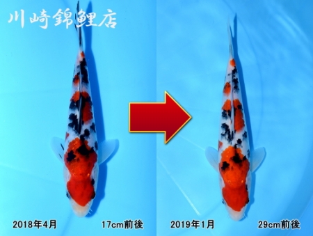 大正三色