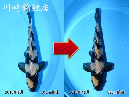 影白写り