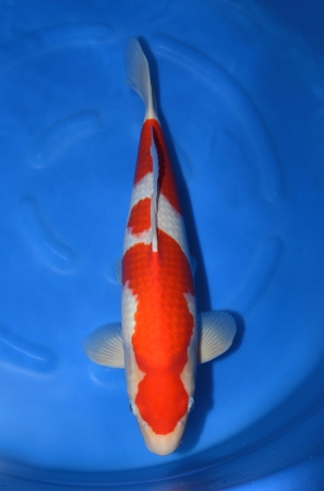 紅白