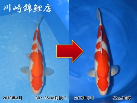 紅白