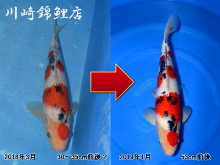 大正三色