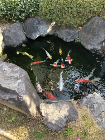 お客様の池