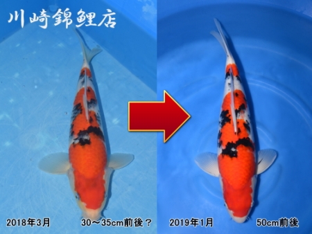 大正三色