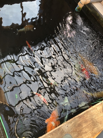 お客様の池