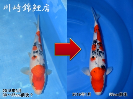 大正三色
