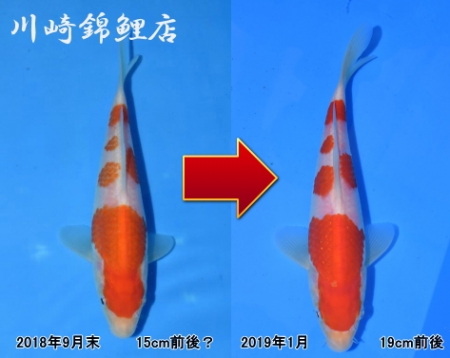 紅白