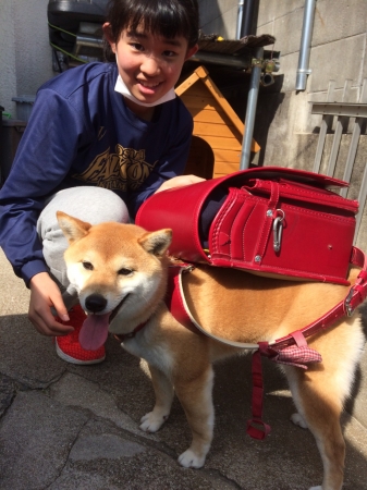 きな子