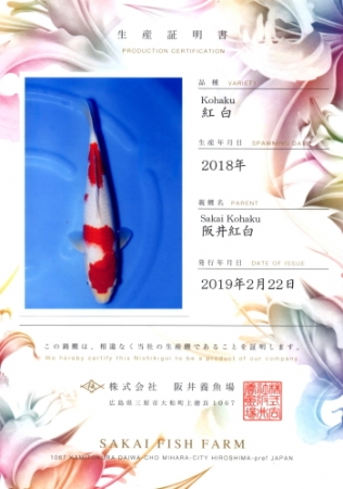 阪井養魚場産の紅白