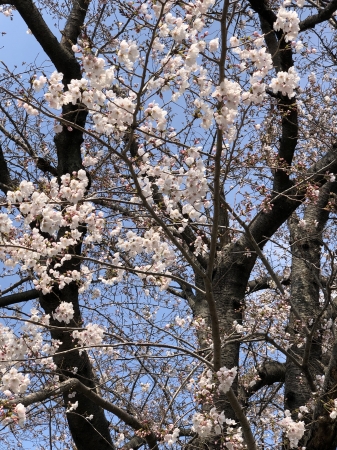 桜