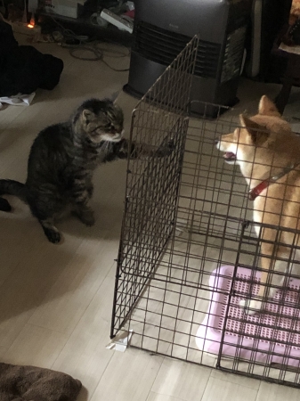 犬と猫