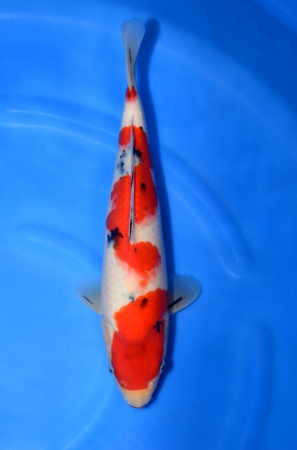 阪井養魚場産 大正三色