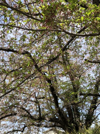 桜