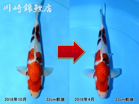 銀鱗昭和