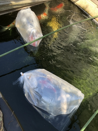 お客様の池