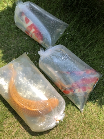 お客様の愛鯉たち