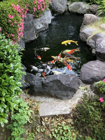 お客様の池