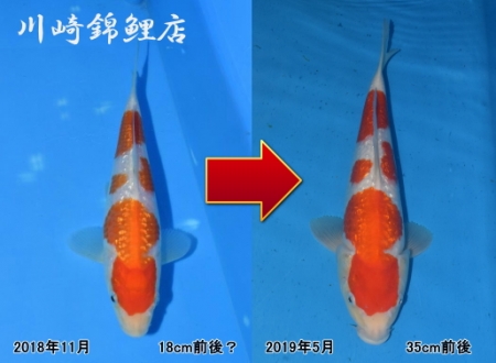 銀鱗紅白