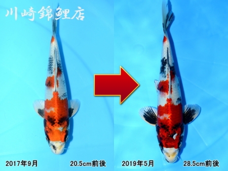 金昭和