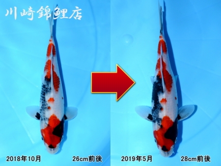 昭和三色