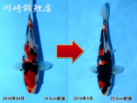 昭和三色