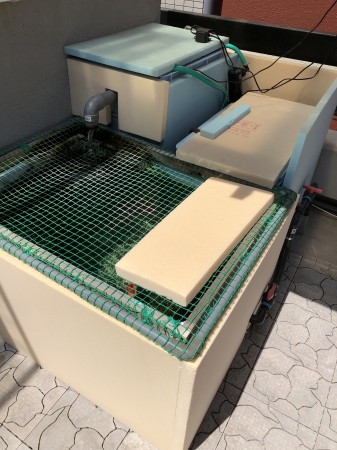 お客様の水槽