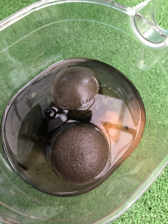 お酢