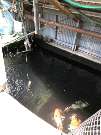 お客様の池