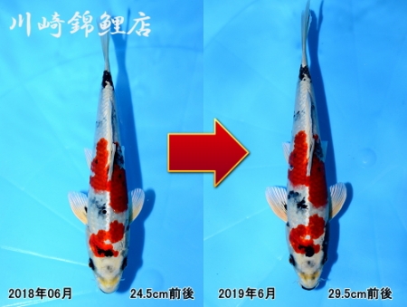 金昭和