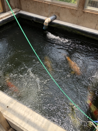 お客様の池