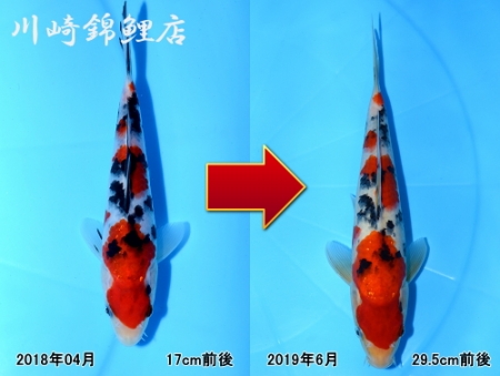 大正三色