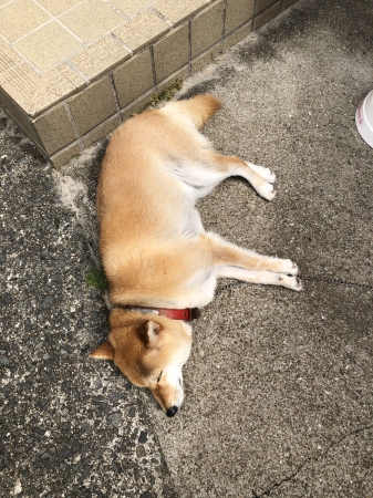 きな子寝相