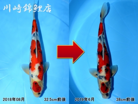 昭和三色