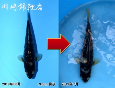 変り鯉