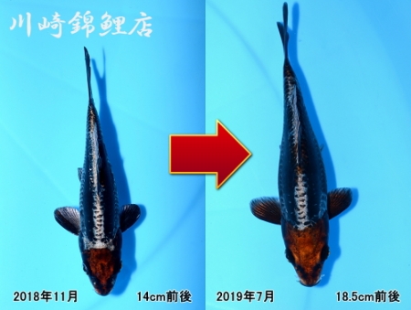 変り鯉