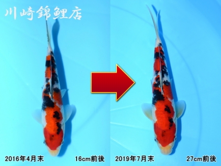 大正三色