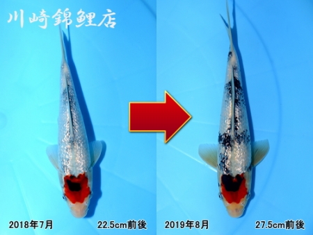 丹頂銀鱗昭和
