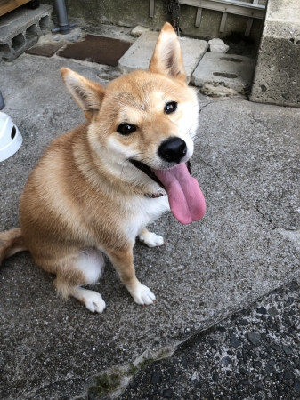 きな子