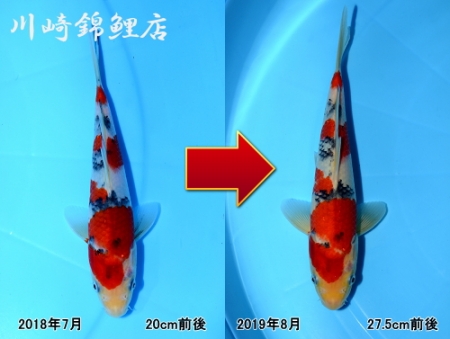 大正三色