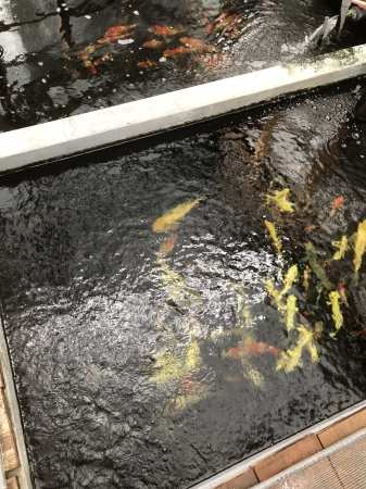 薬浴完了