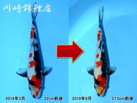 昭和三色