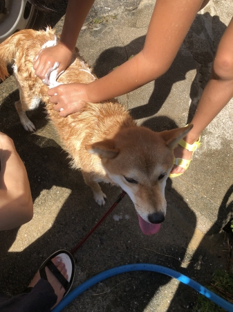 きな子シャンプー