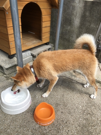 きな子水飲み