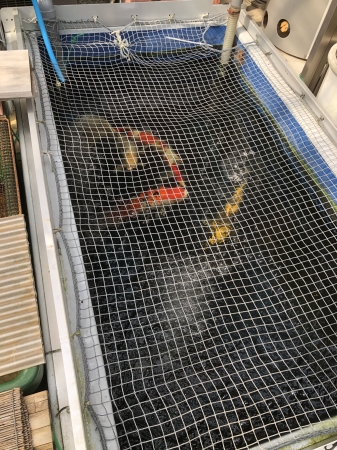 お客様の池