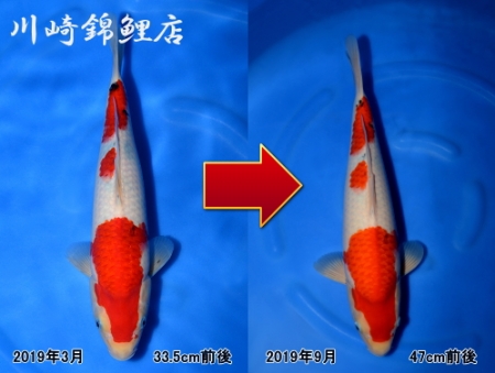 大正三色