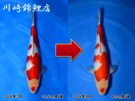 紅白