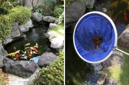 お客様の池