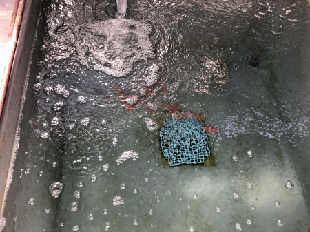 期待の当歳魚たち