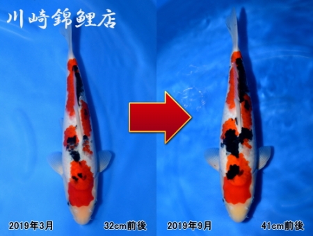 大正三色