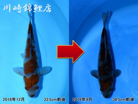 落葉しぐれ